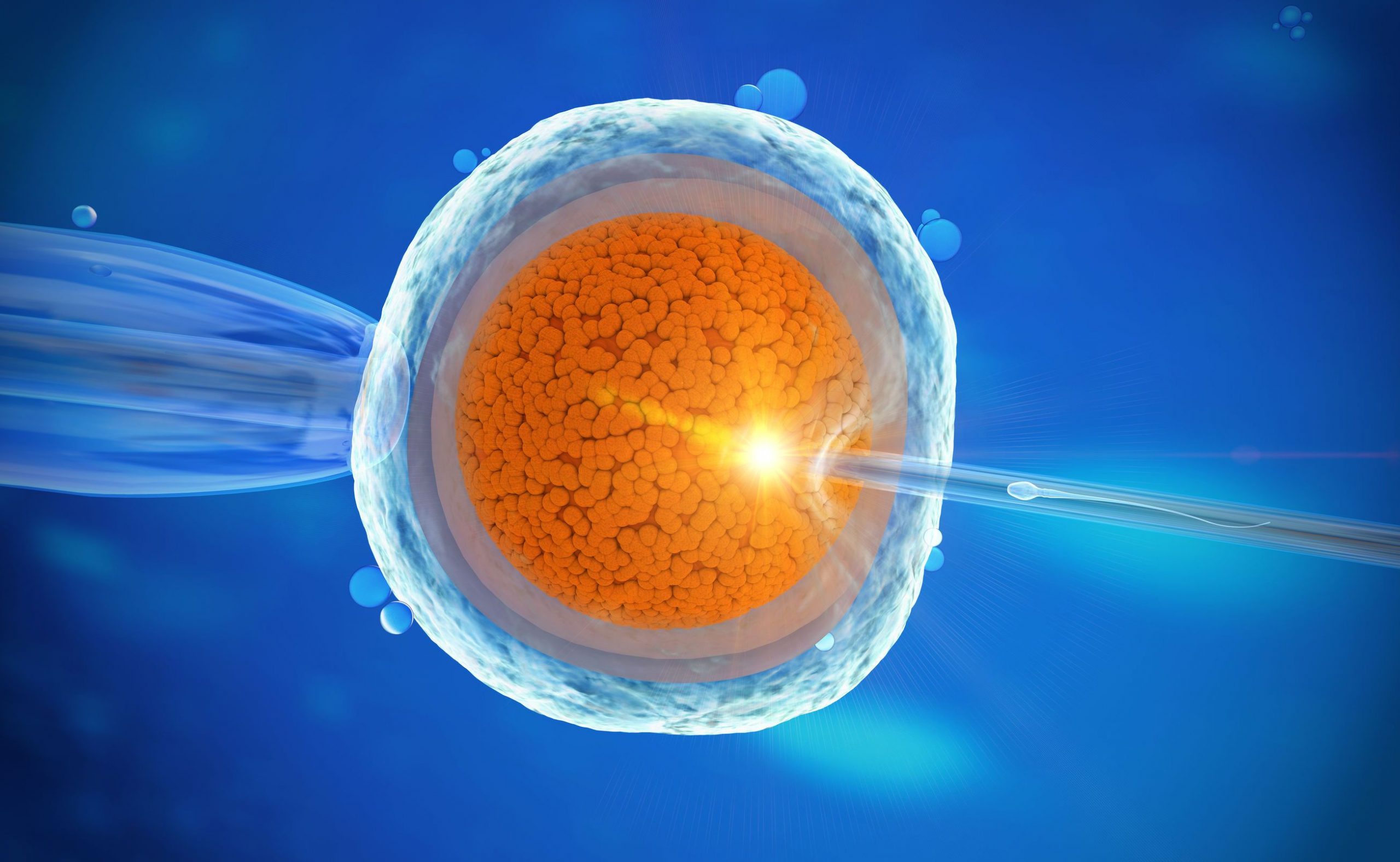 In vitro fertilization of an human egg cell